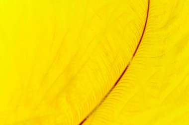 Aşırı yakın plan sarı boyalı devekuşu tüyü kırmızı bir tüy gösteriyor.