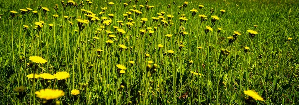 晴れた日には芝生広場に黄色の野花の大規模なグループのパノラマのクローズアップ — ストック写真