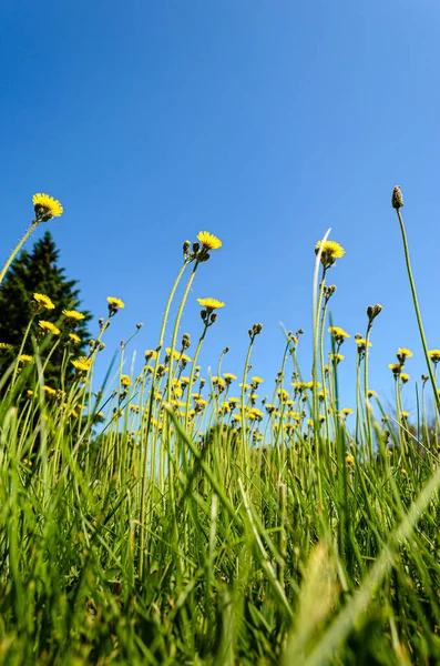 Hohe Gelbe Wildblumen Recken Sich Einem Grasbewachsenen Feld Bodennähe Den — Stockfoto