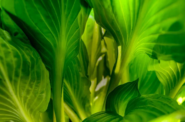 Close-up of veined Hosat leaves from below backlit showing leaf veins