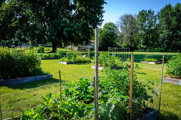 Morning View Community Garden Raised Beds Plants Local Suburban Park — стоковое фото