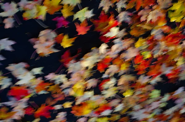 Close-up of colorful blurry motion fall leaves on a black driveway on a bright morning.
