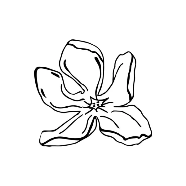 Magnolienblütenkopf, handgezeichnete Elemente für die Gestaltung von Hochzeitskarten und Einladungen. Isolieren auf weißem Hintergrund — Stockvektor