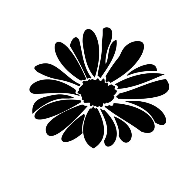 Daisy flor de verano, elementos florales dibujados a mano — Vector de stock