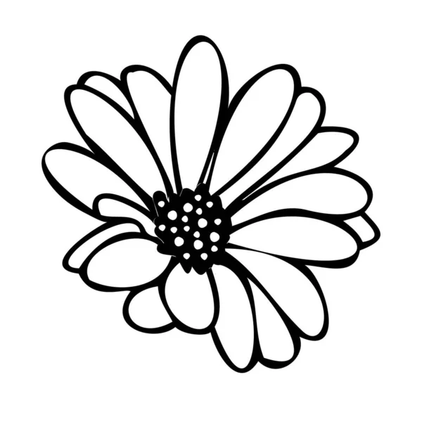 Daisy flor de verano, elementos florales dibujados a mano — Vector de stock