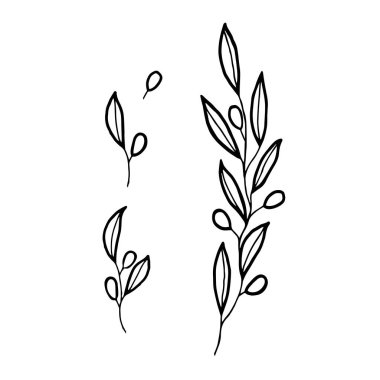 Olive branch. Vector design elements in rustic style. Illustration for greeting card, packaging.