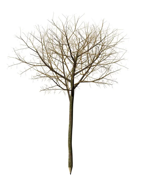 Kalem-ağaç — Stok fotoğraf