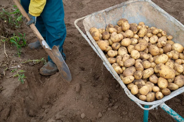 A man with a shovel digs potatoes next to a cart full of potatoes. Working on a farm. Autumn harvesting. Russian dacha.