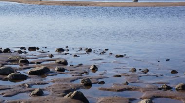 Sonbahar ormanının arka planında parlak kırmızı yaprakları olan ağaç dalı
