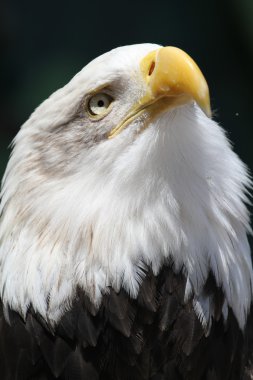 Kel Kartal