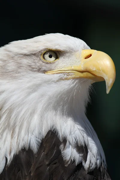 Kel Kartal