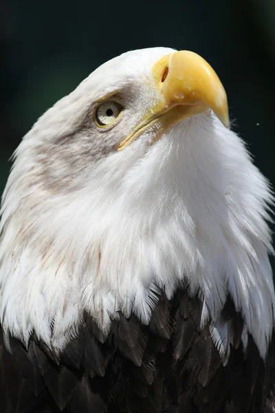 Águila calva Imagen De Stock