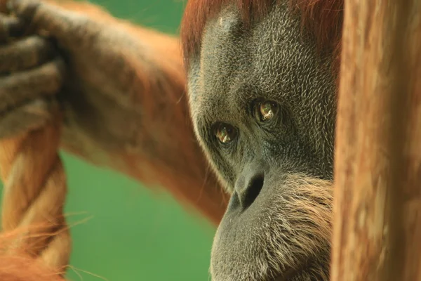 Orada görüşürüz