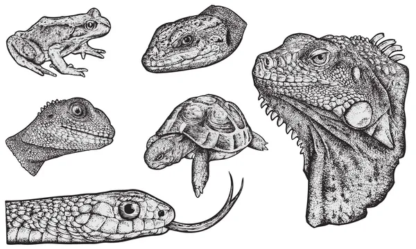 Conjunto de reptiles — Archivo Imágenes Vectoriales