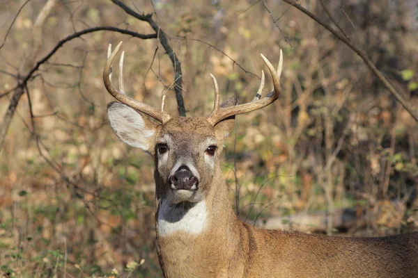 White-tailed Deer — Stock Photo, Image