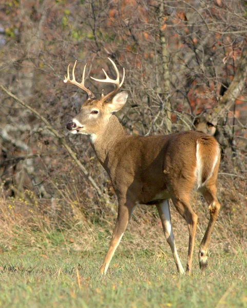 White-tailed Deer — Stock Photo, Image