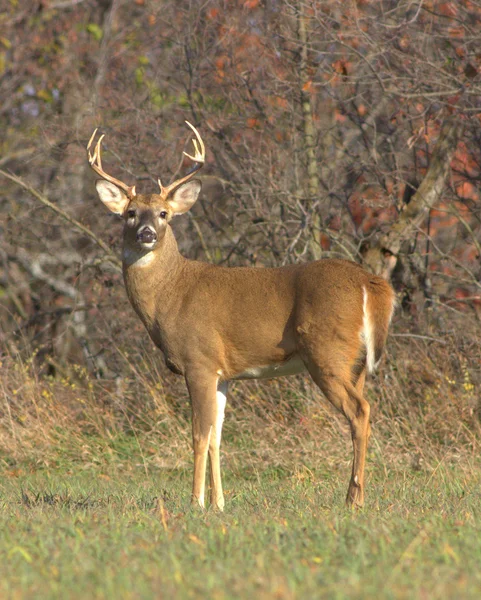 White-tailed Deer — Stock Photo, Image