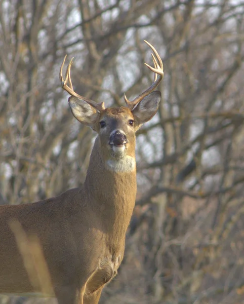 White-tailed Deer — Stock Photo, Image