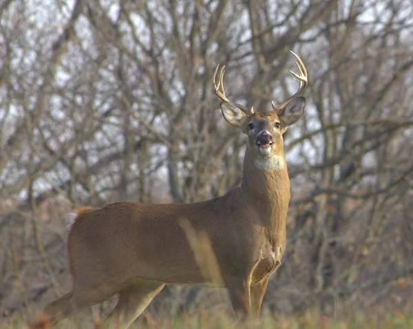 White-tailed Deer — Stock Photo, Image