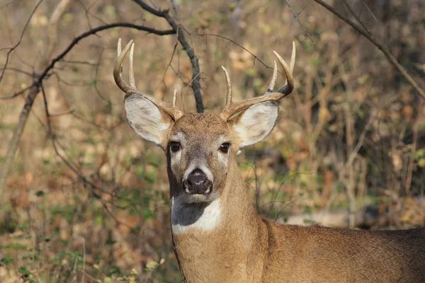 White-tailed Deer — Stock Photo, Image