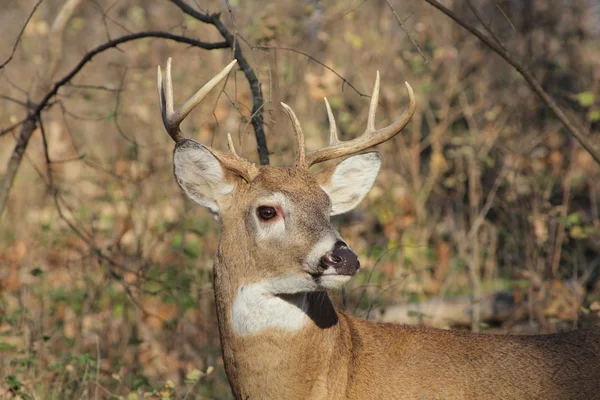 White-tailed Deer — Stock Photo, Image