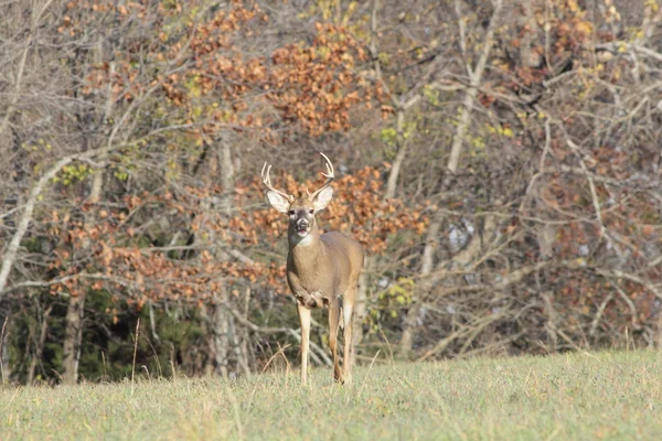 White-tailed Deer — Stock Photo, Image