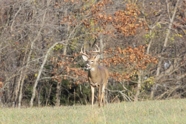 White-tailed Deer — Stock Photo, Image