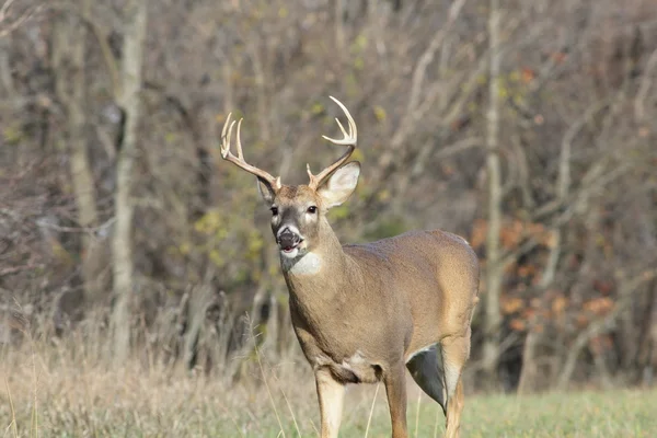 White-tailed Deer — Stock Photo, Image