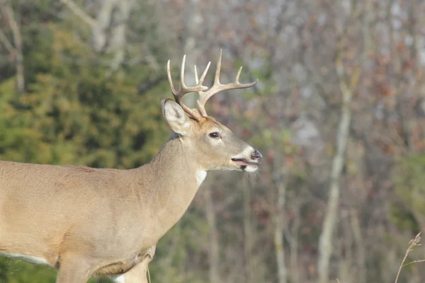 White-tailed Deer — Stock Photo, Image