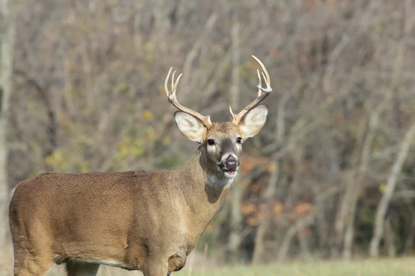 White-tailed Deer — Stock Photo, Image