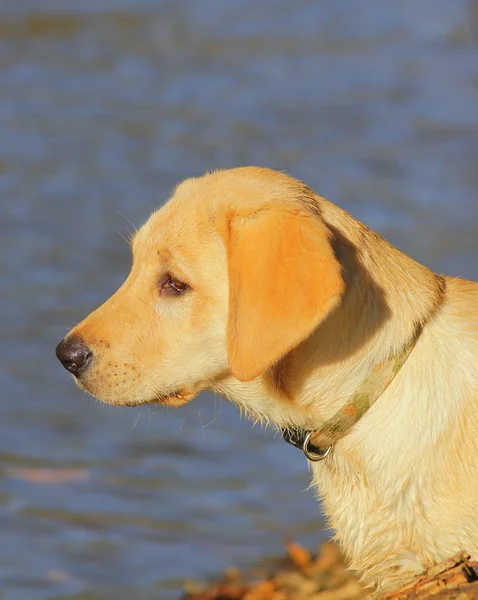 Labrador retriever — Stockfoto