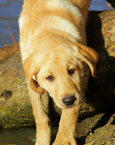 Recupero labrador — Foto Stock