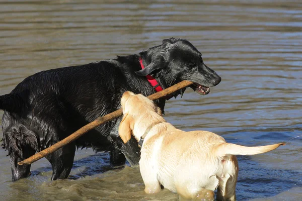 Labrador-retriever — Stock Fotó