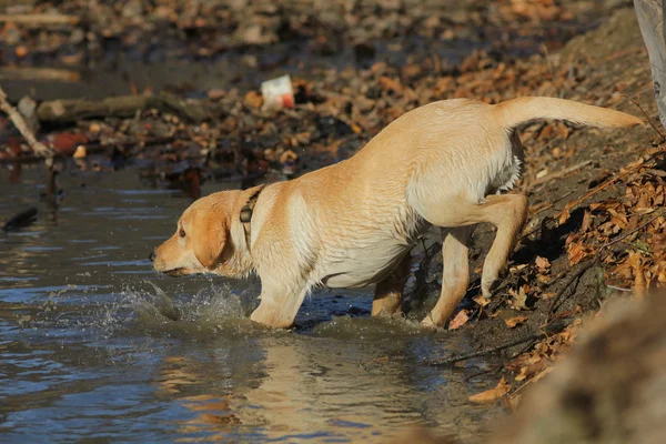 Labrador-retriever — Stock Fotó