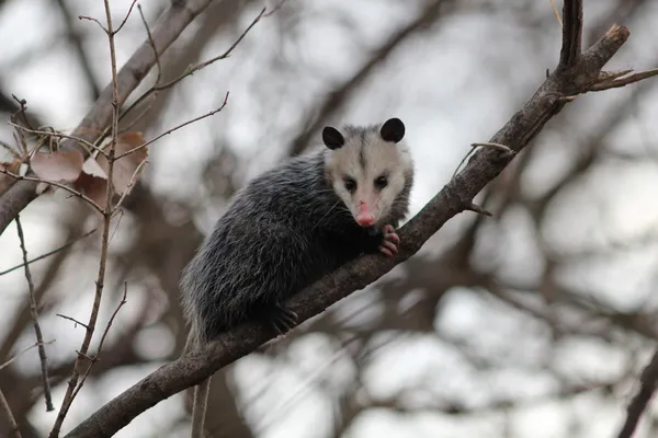 Opossum em uma árvore — Fotografia de Stock