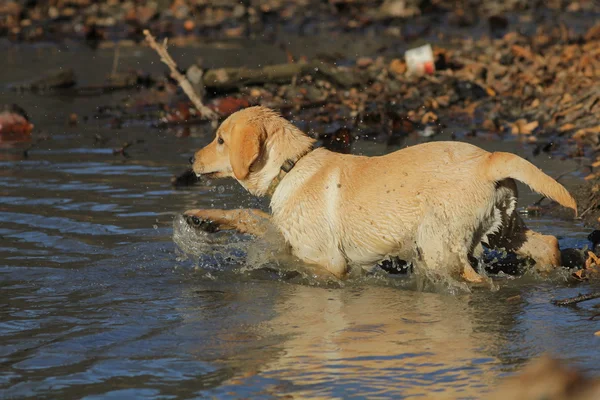 Labrador-retriever — Stock Fotó