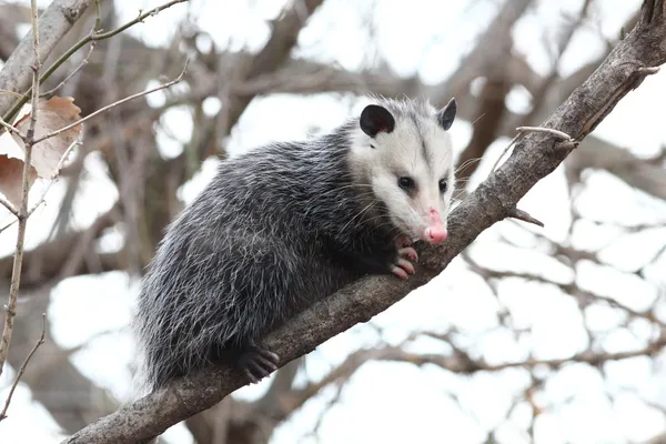 Opossum i ett träd — Stockfoto