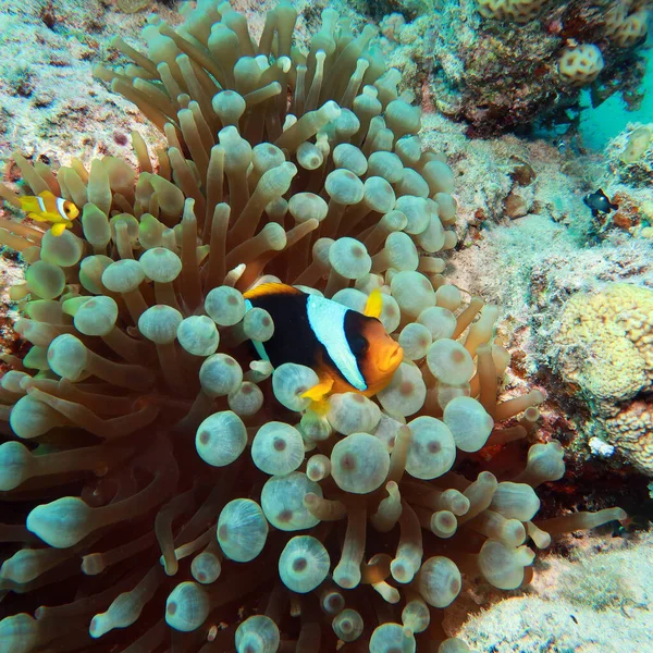 Klaun Ryby Nebo Amphiprions Skrývá Sasanky — Stock fotografie