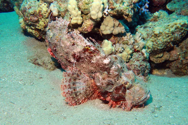 Skorpionfische Oder Seeigel Roten Meer Ägypten — Stockfoto