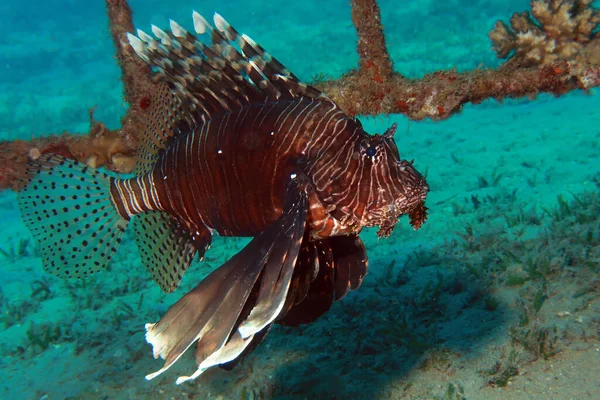 Peixe Leão Mar Vermelho — Fotografia de Stock