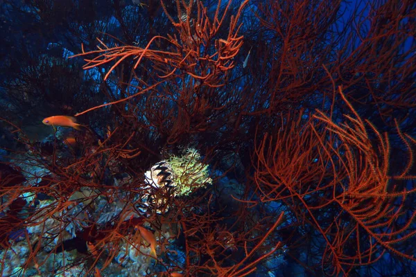 Denizde Mercanlar Deniz Kabukları Arka Plan Sualtı Manzarası — Stok fotoğraf