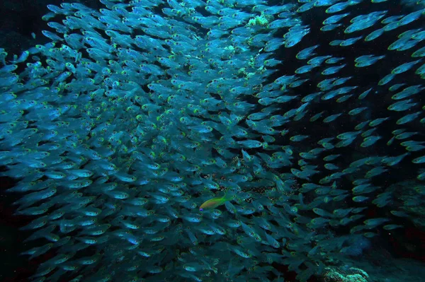 Escuela Peces Bajo Agua Hermoso Fondo Marino — Foto de Stock