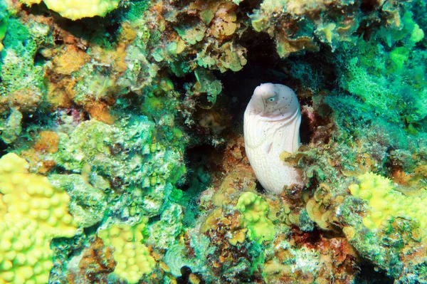 Gymnothorax Griseus Oder Pfeffermuräne Oder Geometrische Muräne Weiße Muräne Mit — Stockfoto