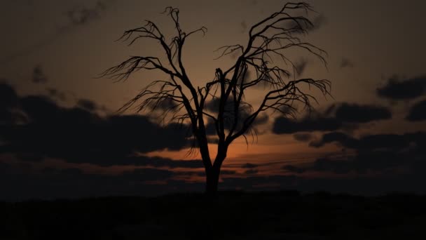 Toter Baum — Stockvideo