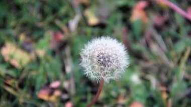 Karahindiba çayır üzerinde