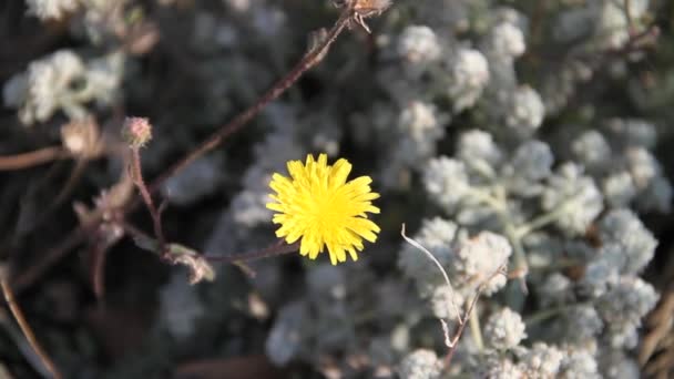 Gul blomma i naturliga — Stockvideo