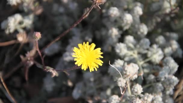 Gele bloem in natuurlijke — Stockvideo