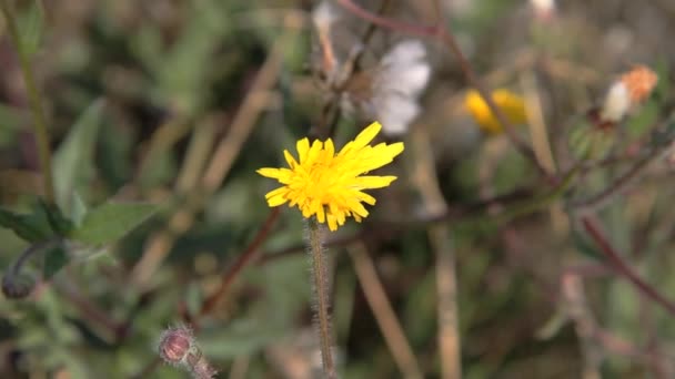 Μικρό, κίτρινο λουλούδι — Αρχείο Βίντεο