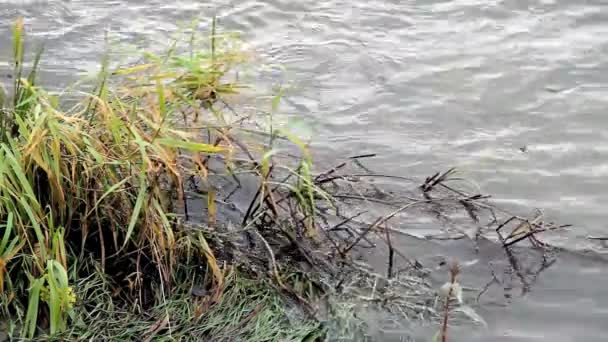 Herbe de rivière plante haute — Video