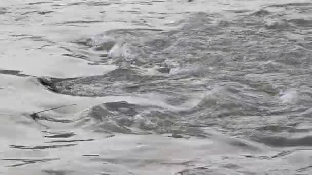Река, текучая вода — стоковое видео